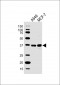 CMA1 Antibody (N-Term)