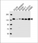 SRGAP2 Antibody (C-term)