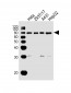 SNX1 Antibody (C-term)