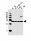STX4 Antibody (Center)