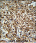 WDR43 Antibody (C-term)