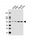 WDR43 Antibody (C-term)