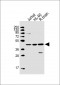 GPR88 Antibody (C-term)
