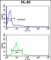 PSME2 Antibody (C-term)