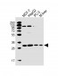 PSME2 Antibody (C-term)