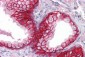 ESA / EPCAM Antibody (clone VU1D9)
