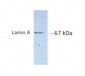 LMNA / Lamin A/C Antibody (clone 133A2)