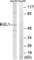 BAIAP2L1 Antibody (aa111-160)