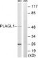 PLAGL1 / ZAC Antibody (aa311-360)