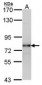 LHCGR / LHR / LH Receptor Antibody (aa622-699)