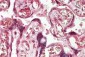 ADAM19 Antibody