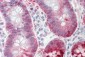 Selenium Binding Protein 1 Antibody (clone 3D4)