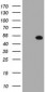 Selenium Binding Protein 1 Antibody (clone 3D4)