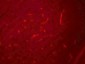 SIK3 / QSK Antibody (C-Terminus)