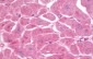 CD59 Antibody (aa29-102)
