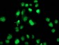 SAMHD1 Antibody (clone 3F5)