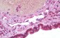 SAMHD1 Antibody (clone 3F5)