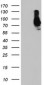 SAMHD1 Antibody (clone 3F5)