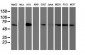 SAMHD1 Antibody (clone 3F5)