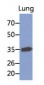 MFAP4 Antibody (clone AT12D11)