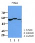 BMP2 Antibody (clone AT15B3)