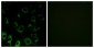 RPS4X / SCAR Antibody (aa81-130)