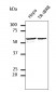 PDIA3 / ERp57 Antibody (C-Terminus)