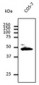 GJA1 / CX43 / Connexin 43 Antibody (C-Terminus)