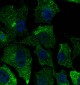 CAV1 / Caveolin 1 Antibody (N-Terminus)