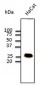 CAV1 / Caveolin 1 Antibody (N-Terminus)