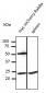 RAB8A / RAB8 Antibody (C-Terminus)