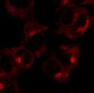 RAB1A Antibody (C-Terminus)