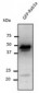 RAB1A Antibody (C-Terminus)