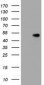 CD4 Antibody (clone 5D9)