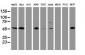 CD4 Antibody (clone 5D9)