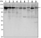 CDH1 / E Cadherin Antibody (clone 7H12)