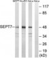 SEPT7 / Septin 7 Antibody (aa350-399)