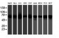 FMR1 / FMRP Antibody (clone 1D10)