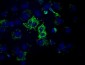 HIBCH Antibody (clone 5C5)