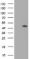 HIBCH Antibody (clone 5C5)