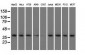 HIBCH Antibody (clone 5C5)