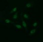 CD163 Antibody (clone 1B4)