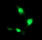 CD163 Antibody (clone 1B4)