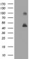 MAGEA3 Antibody (clone 4E2)