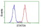 STAT5A Antibody (clone 9F7)