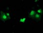 STAT5A Antibody (clone 9F7)