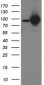 STAT5A Antibody (clone 9F7)