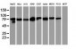 STAT5A Antibody (clone 9F7)