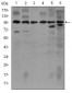 NOS2 / iNOS Antibody (clone 4E5)