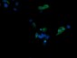 CD1C Antibody (clone 4C7)